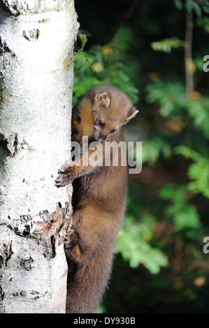 Martora Martora dolce Martes martes martora golden robin predator predatori canidi Agilely Manoeuvrably fur nobile animale mart Foto Stock