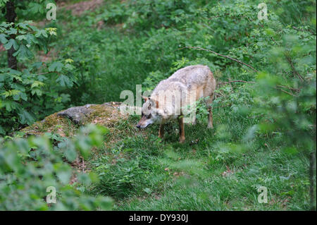 Canis lupus canidi Unione Lupo Lupo grigio lupi predatori predator Cane Lupo Lupo europeo paesaggio forestale estate animale, Foto Stock
