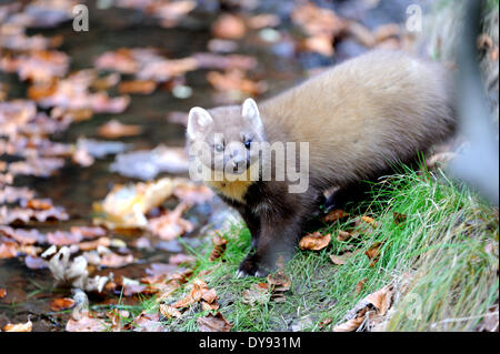Martora Martora dolce Martes martes martora golden robin predator predatori canidi autunno animali animali Germania Europa, Foto Stock