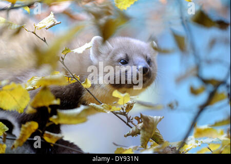 Martora Martora dolce Martes martes martora golden robin predator predatori canidi Agilely Manoeuvrably fur nobile animale mart Foto Stock