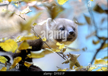 Martora Martora dolce Martes martes martora golden robin predator predatori canidi autunno animali animali Germania Europa, Foto Stock