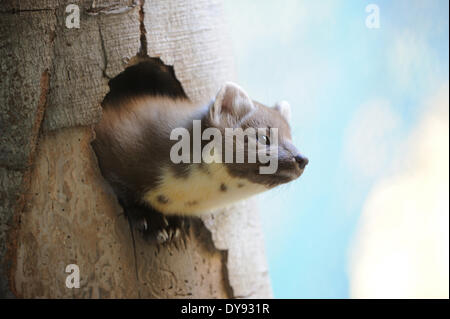 Martora Martora dolce Martes martes martora golden robin predator predatori canidi autunno animali animali Germania Europa, Foto Stock