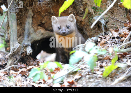 Martora Martora dolce Martes martes martora golden robin predator predatori canidi autunno animali animali Germania Europa, Foto Stock
