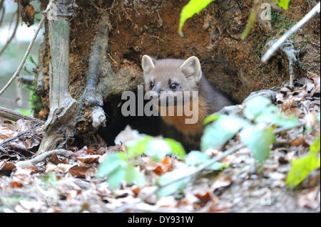 Martora Martora dolce Martes martes martora golden robin predator predatori canidi autunno animali animali Germania Europa, Foto Stock