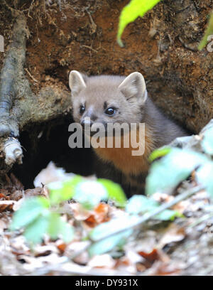 Martora Martora dolce Martes martes martora golden robin predator predatori canidi autunno animali animali Germania Europa, Foto Stock