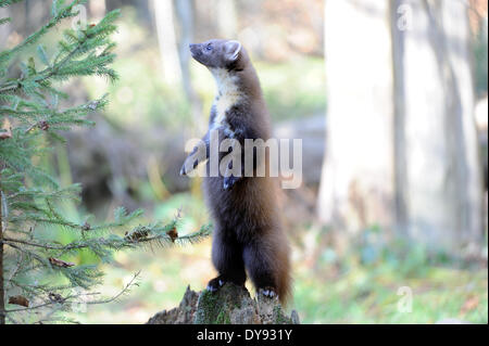 Martora Martora dolce Martes martes martora golden robin predator predatori canidi Agilely Manoeuvrably fur nobile animale mart Foto Stock