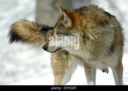 Canis lupus, canidi, Europeo, Lupo Lupo grigio, predatori, lupi, predator, Wolf, Canino, animali animali, Germania, Europa Foto Stock