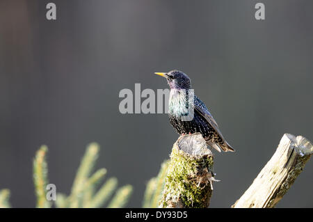 Lo Sturnus vulgaris, Songbird, Sumus, Starling, storni, uccelli, uccelli, uccelli canori, molla, animali animali, Germania, Europa Foto Stock