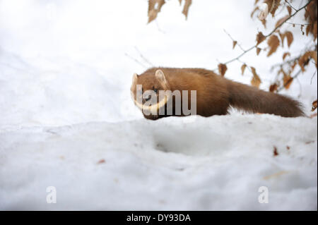 Martora Martora dolce Martes martes martora golden robin predator predatori canidi neve animali animali Germania Europ Foto Stock