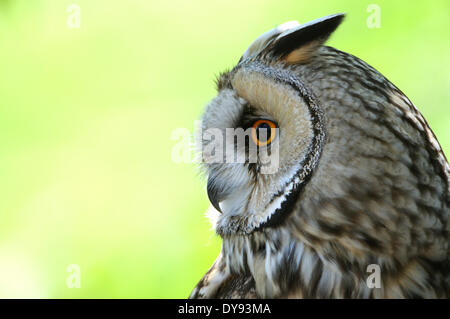 Long eared owl, Asio otus, OWL, gufi, gufi notturni, orecchio gufi, uccelli, animali animali, Germania, Europa