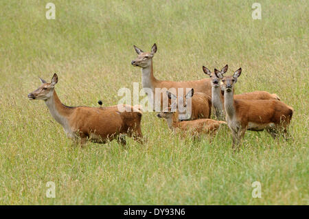 Rosso di corna di cervo corna di cervidi corna di velluto cervi spring Red Deer inizio estate corna di cervo rosso animali animali in Germania, Foto Stock