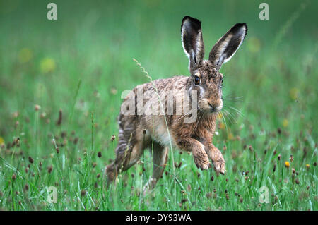 Coniglio lepre Lepus europaeus Pallas lepri Conigli Lepri campo campo coniglietto lepre lepre campo di coniglio lepre salto di erba di anima animale Foto Stock