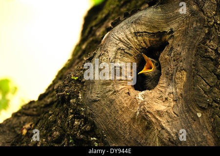 Lo Sturnus vulgaris songbird Sumus starling storni uccelli uccelli canori songbird storni picchio giovani grotta di accattonaggio anim Foto Stock