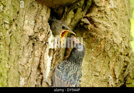 Lo Sturnus vulgaris songbird Sumus starling storni uccelli uccelli canori songbird nido di primavera al bestiame di mercanti di alimentazione animale, Foto Stock