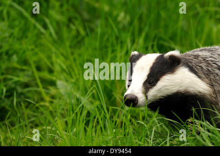 Badger, Meles meles, molla, prato, mustelidae, Martens, animali animali, Germania, Europa Foto Stock