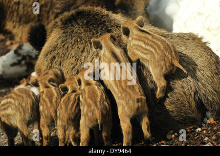 Giovani cinghiali, wild seminare, femmina, Marzo, giovani cinghiali, inverno, cinghiali, neve, animali animali, Germania, Europa Foto Stock