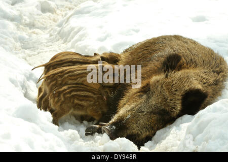 Giovani cinghiali, wild seminare, femmina, Marzo, giovani cinghiali, inverno, cinghiali, neve, animali animali, Germania, Europa Foto Stock