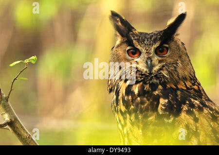 Gufo reale Bubo bubo gufo gufi rapace notturno di uccelli rapaci uccelli bird molla di peering raptor orecchie pennello orecchie notte hu Foto Stock