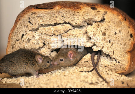 Il topolino, ratti, topi, mus musculus, poco, mouse, di roditore, animali animali, Germania, Europa Foto Stock