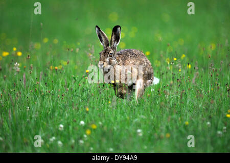 Coniglio lepre Lepus europaeus Pallas brown lepre coniglietto coniglio lepre flower meadow roditori animali da pelliccia animale selvatico jumping escape ge Foto Stock