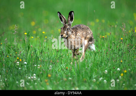 Coniglio lepre Lepus europaeus Pallas brown lepre coniglietto coniglio lepre flower meadow roditori animali da pelliccia animale selvatico jumping escape ge Foto Stock