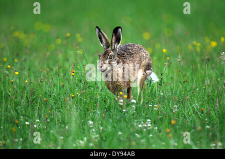 Coniglio lepre Lepus europaeus Pallas brown lepre coniglietto coniglio lepre flower meadow roditori animali da pelliccia animale selvatico jumping escape ge Foto Stock