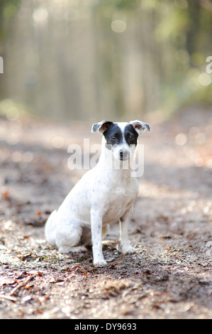 Il bianco e il nero Jack Russell Terrier Patterdale cane su una passeggiata. Foto Stock