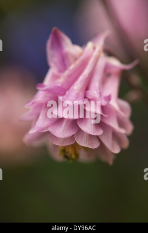 Aquilegia sono state coltivate in giardini per secoli e sono tra le più popolari di piante perenni. Foto Stock