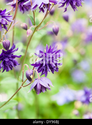 Aquilegia sono state coltivate in giardini per secoli e sono tra le più popolari di piante perenni. Essi sono idealmente adatti per woo Foto Stock