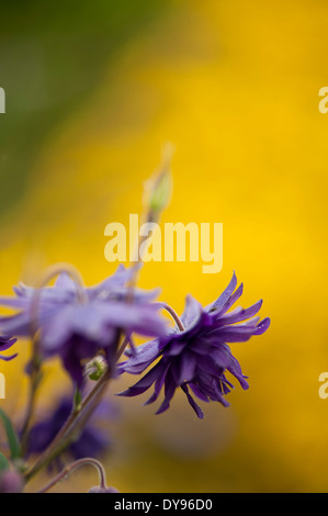 Aquilegia sono state coltivate in giardini per secoli e sono tra le più popolari di piante perenni. Foto Stock