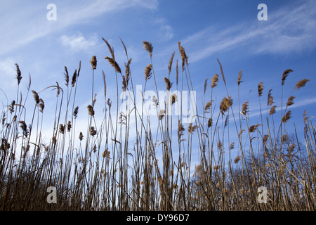 Inizio della primavera in Prospect Park di Brooklyn, New York. Foto Stock