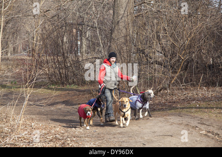 Professional dog walker in Prospect Park di Brooklyn, New York. Foto Stock