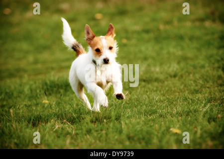 Cucciolo Jack Russell giocando in un campo. Foto Stock