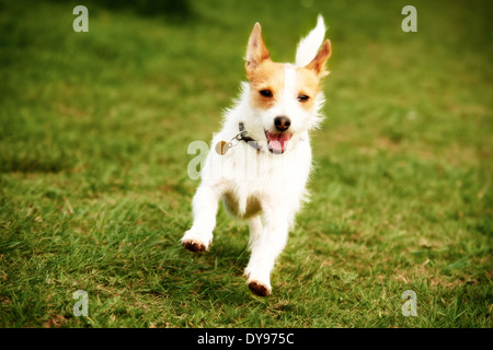 Cucciolo Jack Russell giocando in un campo. Foto Stock