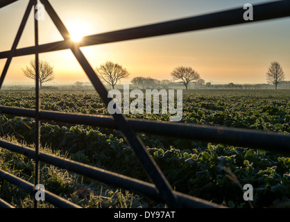 Il Lincolnshire fens nelle prime ore del mattino Foto Stock