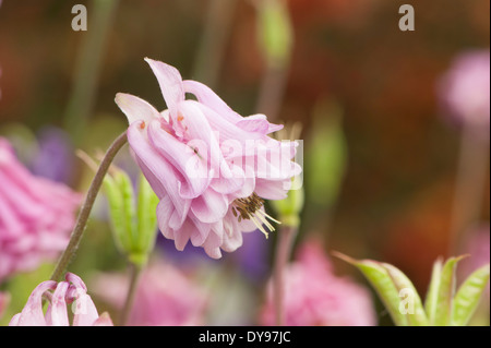 Aquilegia sono state coltivate in giardini per secoli e sono tra le più popolari di piante perenni. Foto Stock