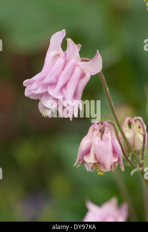 Aquilegia sono state coltivate in giardini per secoli e sono tra le più popolari di piante perenni. Foto Stock