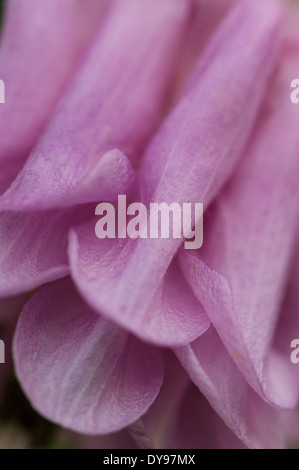 Aquilegia sono state coltivate in giardini per secoli e sono tra le più popolari di piante perenni. Foto Stock