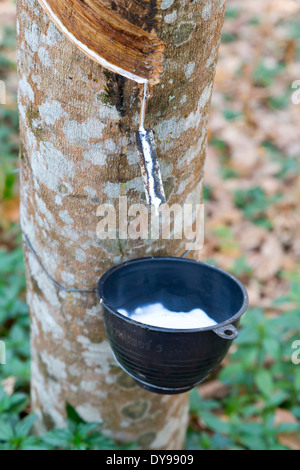 La piantagione di gomma su Ko Chang, Thailandia Foto Stock