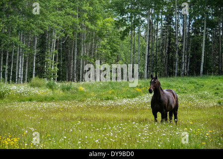 Cavallo, animale, campo, BC, Canada, prato, foresta nera, Wild, libero, animale Foto Stock