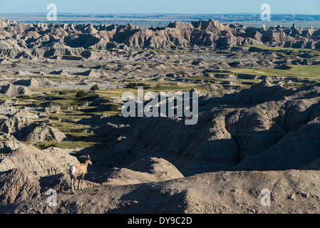 Bighorn, Ovis canadensis, Badlands, Parco Nazionale, il Dakota del Sud, Stati Uniti, Stati Uniti, America, animale Foto Stock