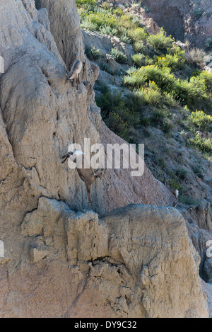 Bighorn, Ovis canadensis, Badlands, Parco Nazionale, il Dakota del Sud, Stati Uniti, Stati Uniti, America, animale Foto Stock