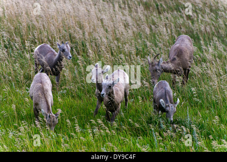 Bighorn, Ovis canadensis, Badlands, Parco Nazionale, il Dakota del Sud, Stati Uniti, Stati Uniti, America, animale Foto Stock