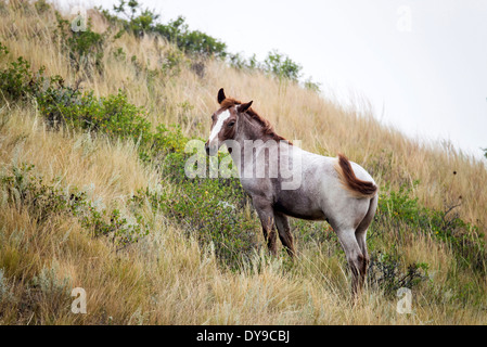 Wild Horse, Theodore Roosevelt, Parco Nazionale, il Dakota del Nord, Stati Uniti d'America, Stati Uniti, America, cavallo, animale, Foto Stock