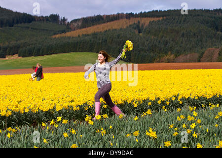 Fettercairn, Scotland, Regno Unito. 10 Aprile, 2014. Corel-Jade Owen, 15 da Derby, Dancing in the Daffodil campi di Aberdeeshire. Giunchiglie lampadine sono cresciuti commercialmente in questa area per esportazione e sul mercato del Regno Unito. Le lampadine sono in genere raccolte in giugno e in questo periodo dell'anno vengono ispezionati per infezione fungina, rogue ibridi e di prima qualità per il controllo e la classificazione. Credito: Studio9/Alamy Live News Foto Stock