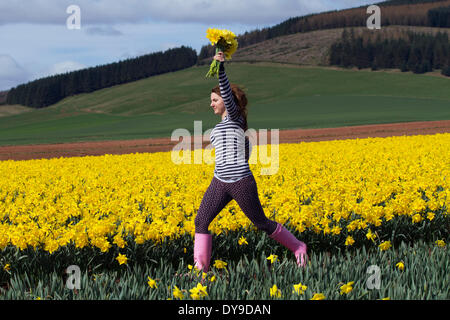 Fettercairn, Scotland, Regno Unito. 10 Aprile, 2014. Corel-Jade Owen, 15 da Derby, Dancing in the Daffodil campi di Aberdeeshire. Giunchiglie lampadine sono cresciuti commercialmente in questa area per esportazione e sul mercato del Regno Unito. Le lampadine sono in genere raccolte in giugno e in questo periodo dell'anno vengono ispezionati per infezione fungina, rogue ibridi e di prima qualità per il controllo e la classificazione. Credito: Studio9/Alamy Live News Foto Stock