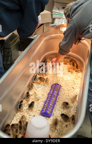 I pulcini sono pronti per la vendita in un territorio rurale negozio di ferramenta in tempo per Pasqua. Foto Stock