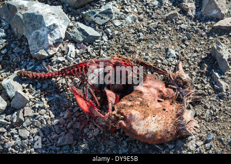 Un morto Adelie Penguin Pygoscelis adeliae a scogliere di robbia, Antartide. Foto Stock