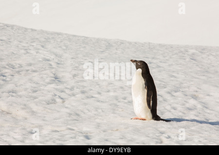 Adelie Pinguini, Pygoscelis adeliae a scogliere di robbia, Suspiros Bay, all'estremità occidentale di Joinville Isola, l'Antartide. Foto Stock