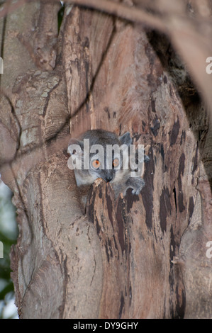 Bianco-footed lemure sportive (Lepilemur leucopus) il peering da un foro albero. Foto Stock